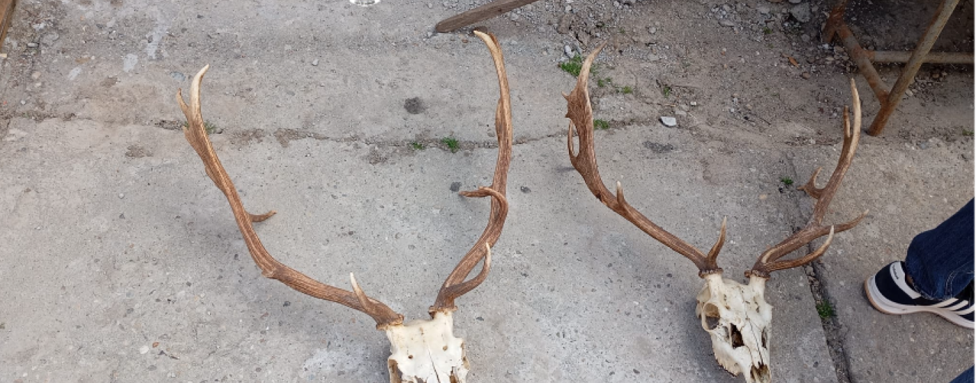 Two deer skulls with large antlers on a rough concrete surface, police watermark in the top center (Romania).