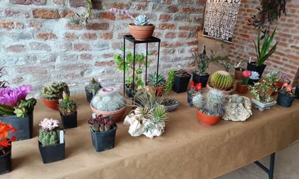 Table covered with burlap showcases a variety of potted cacti and succulents against an exposed brick wall, arranged in small pots and containers for display.