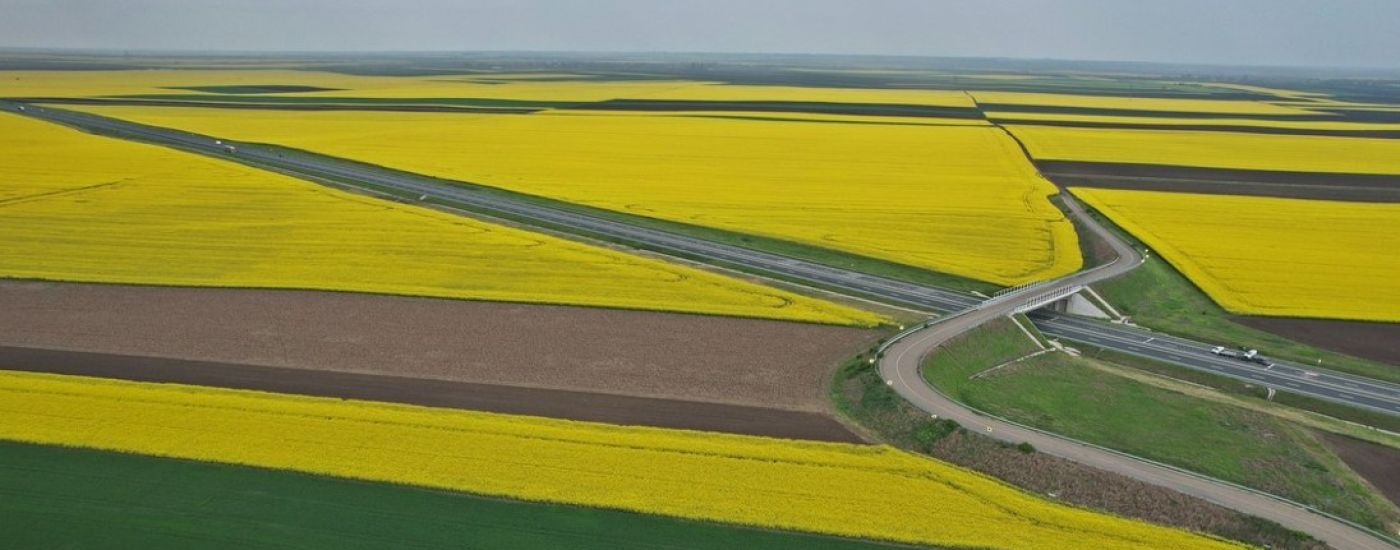 Aerial view of bright yellow canola fields with a curved highway interchange crossing brown farmland.