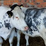 Banat-Agralim02 - Copy