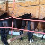 Banat-Agralim05 - Copy