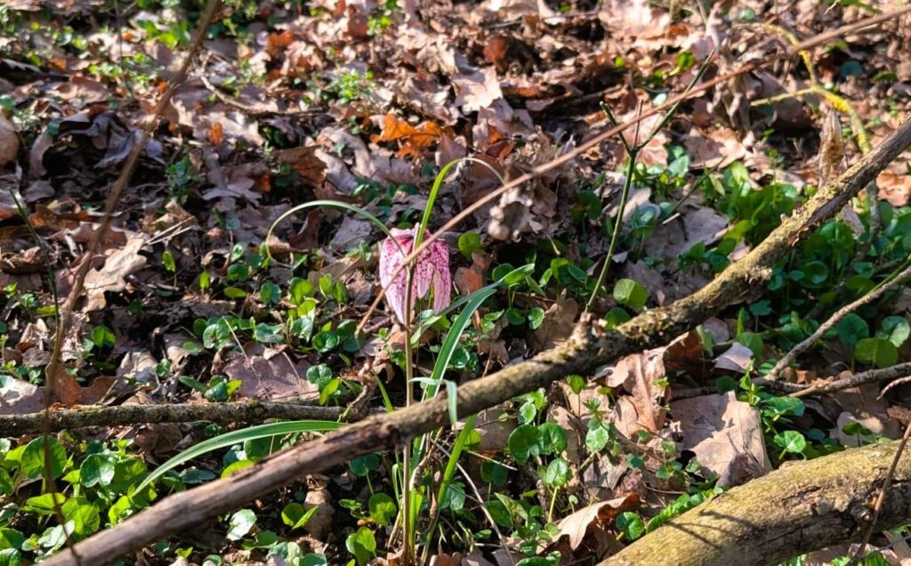 laleaua pestrita 3 - Sursa de Vest