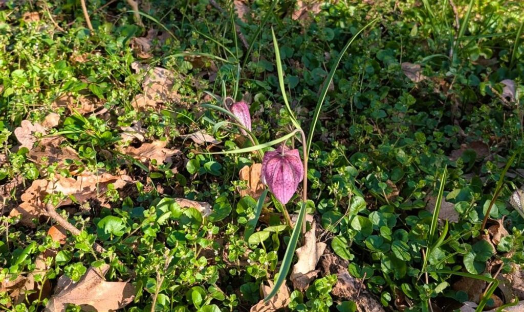 laleaua pestrita 4 - Sursa de Vest