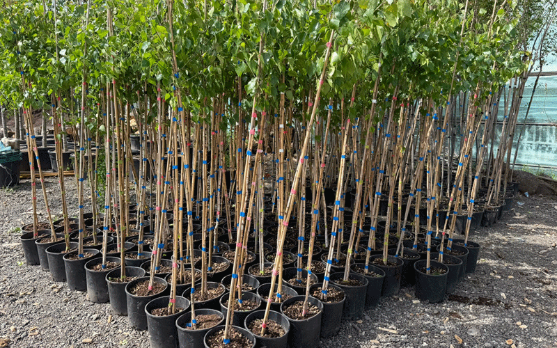 Row of young trees in black pots with bamboo stakes in a nursery, ready for planting or sale