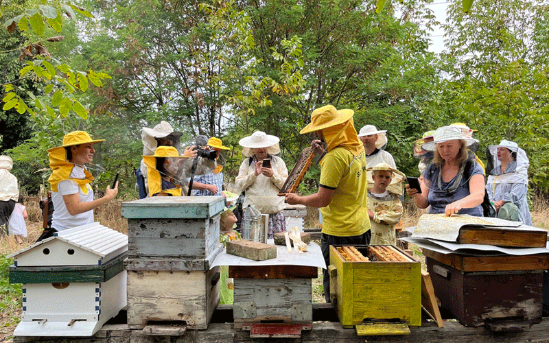 Group of people wearing protective beekeeping veils gathered around several colorful beehives outdoors, learning together.