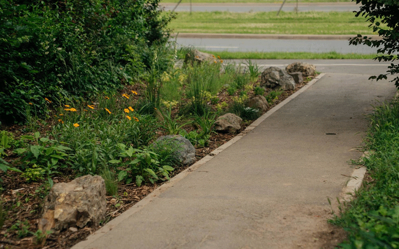 Concrete sidewalk curves through a landscaped garden with yellow flowers, rocks, and green shrubs.