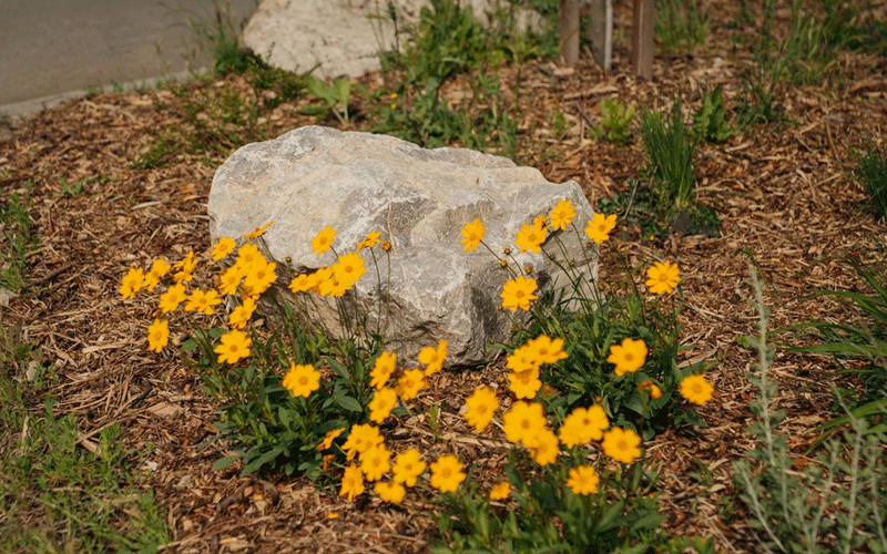 Cluster of bright yellow daisies surrounding a gray rock in a garden bed.