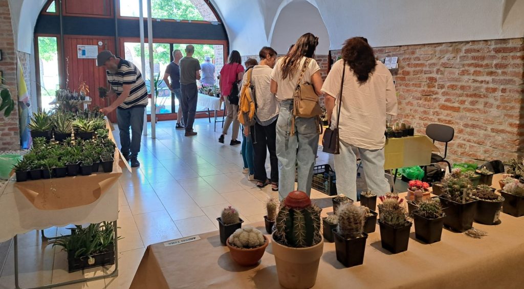 cactusi 2 - Sursa de Vest Indoor plant market with shoppers browsing tables of cacti and succulents on display in a bright, brick-walled room.