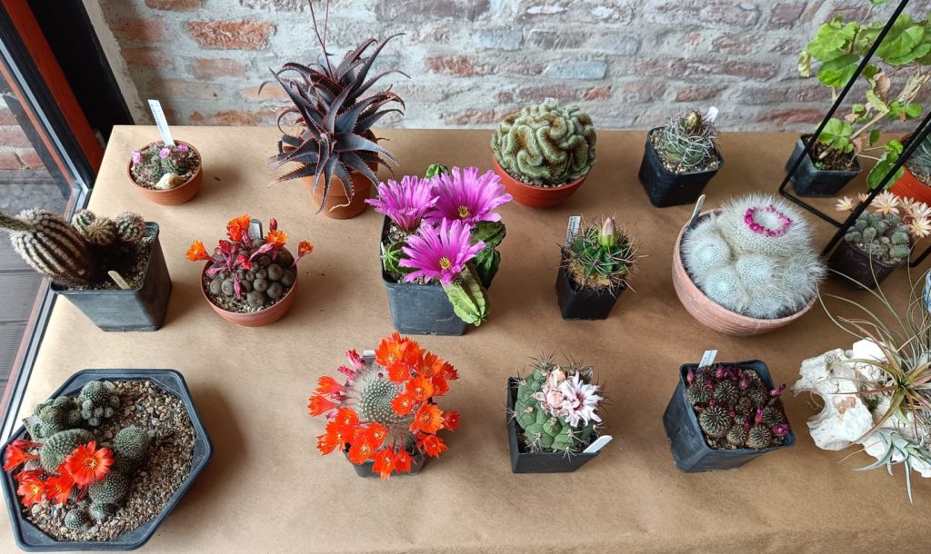 cactusi 3 - Sursa de Vest A collection of potted cacti and succulents arranged on a wooden table against a brick wall, with various shapes and colors.