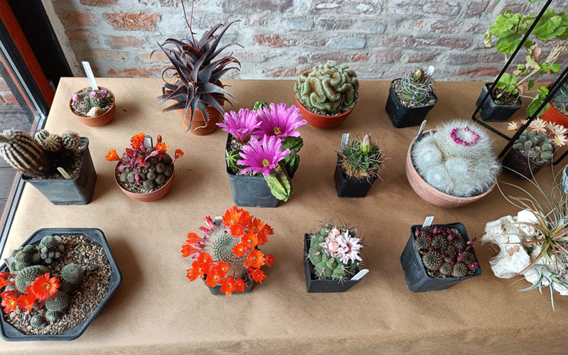 Collection of assorted cacti and succulents arranged on a wooden table against a brick wall backdrop, in small pots of various shapes and sizes.