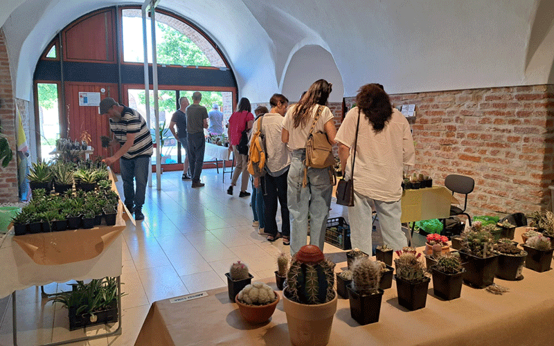 Indoor plant market with potted cacti on a long display table in the foreground and shoppers browsing near brick walls in the background, under a high arched doorway.