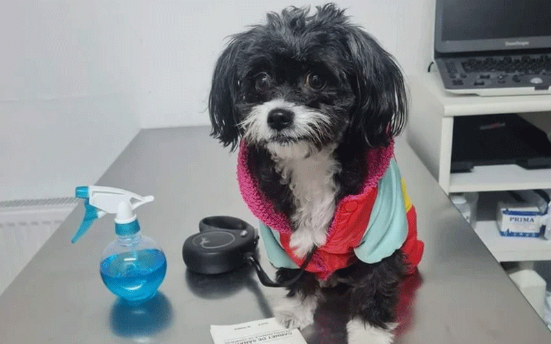 Small black-and-white dog wearing a colorful jacket sits on a stainless steel exam table at a veterinary clinic, with a spray bottle and stethoscope nearby.