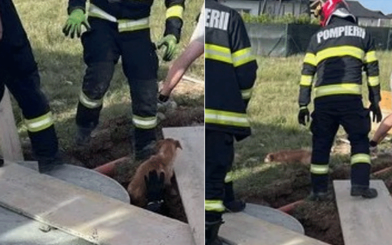 Firefighters in turnout gear at a rescue site, with a small brown dog peeking from a trench in a grassy outdoor area.