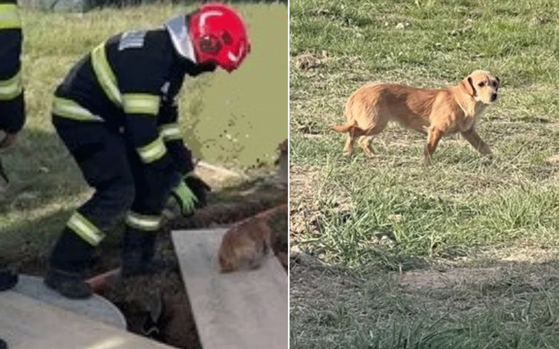 Left: firefighter in red helmet helping a brown dog into a hole with a plank; right: a small tan dog running across a grassy field.