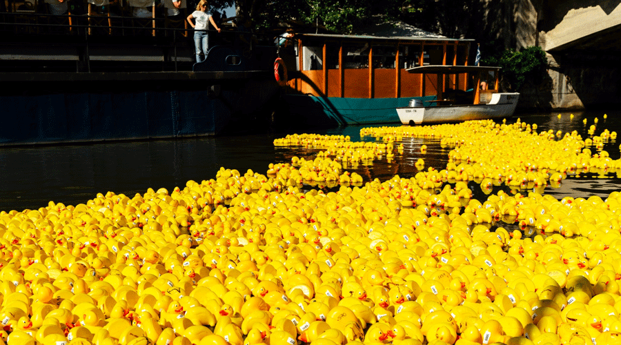 Thousands of yellow rubber ducks floating on a river beside a docked boat and walkway above.