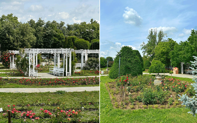 parcul-rozelor-2 - Sursa de Vest Side-by-side view of a formal rose garden: left with white pergola arches and benches, right with trimmed topiary and blooming rose beds under a blue sky.