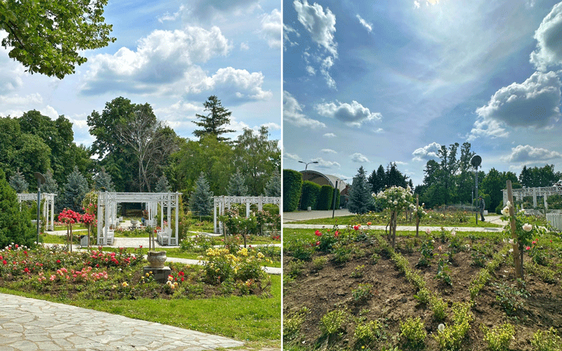 Daylight garden with rose beds, white trellises, and a stone path in a manicured public rose garden