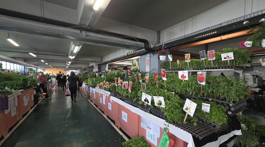 piata-iosefin-02 - Sursa de Vest Indoor plant market: long rows of bench-mounted trays with green herbs, labeled cards, and shoppers walking the aisle.