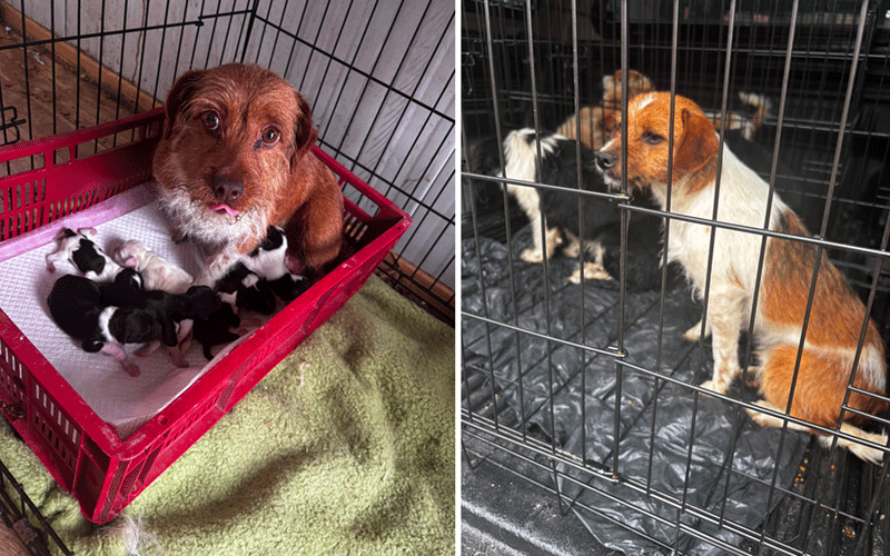 Adult brown-and-white dog with a litter of puppies in a pink plastic crate inside a kennel; another dog in a metal crate nearby.