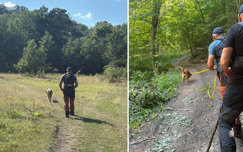 Two-panel collage: a person walking a dog on a leash along a grassy trail with trees in the background; sunlit field on the left and wooded path on the right.
