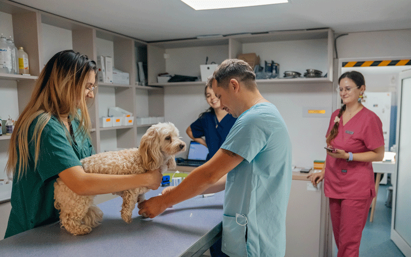 Vet team examines a small fluffy dog on a clinical exam table while a technician holds the pet and a male clinician checks its front leg/sleeve area.