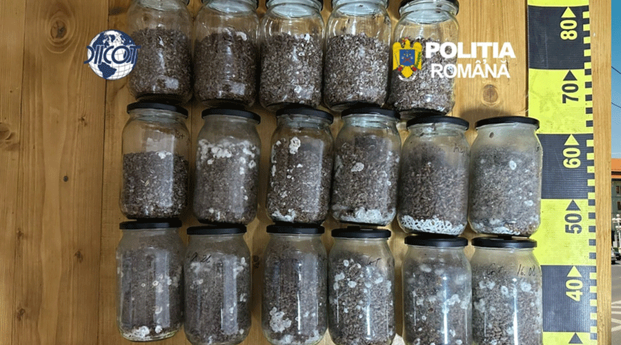 Row of glass jars containing soil with mold, mounted on wood beside a measuring tape and Romanian police logos.