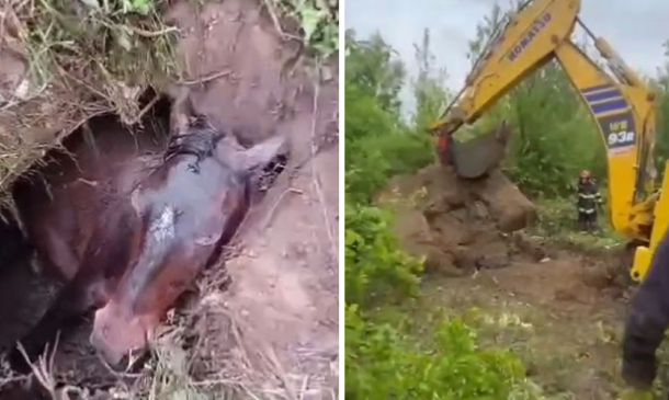 Left: a dead animal partially buried in a dirt ditch with exposed body and muddy surroundings; right: a yellow excavator digging and piling soil with a worker nearby in a green, bushy area