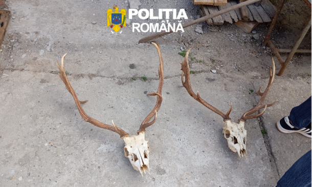 Two deer skulls with large antlers on a rough concrete surface, police watermark in the top center (Romania).
