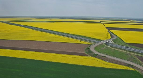 Aerial view of bright yellow canola fields with a curved highway interchange crossing brown farmland.
