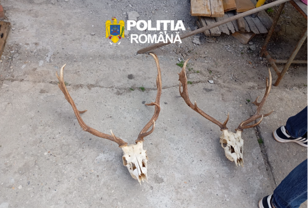 Two deer skulls with large antlers on a rough concrete surface, police watermark in the top center (Romania).