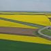 Aerial view of bright yellow canola fields with a curved highway interchange crossing brown farmland.