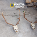 Two deer skulls with large antlers on a rough concrete surface, police watermark in the top center (Romania).
