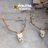 Two deer skulls with large antlers on a rough concrete surface, police watermark in the top center (Romania).